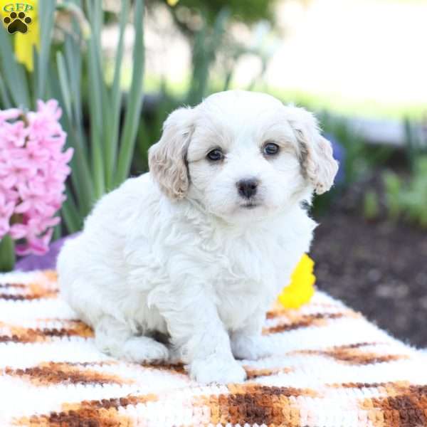 Duke, Cavachon Puppy